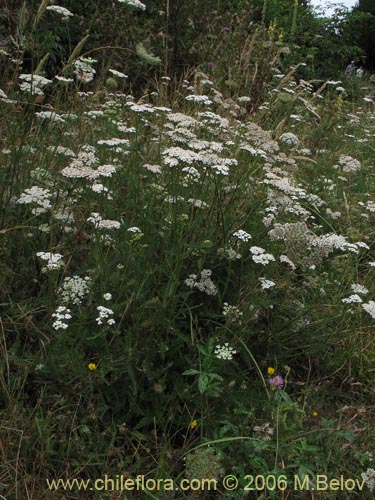 Фотография Achillea millefolium (Milenrama / Milflores / Milhojas / Aquilea / Altamisa). Щелкните, чтобы увеличить вырез.